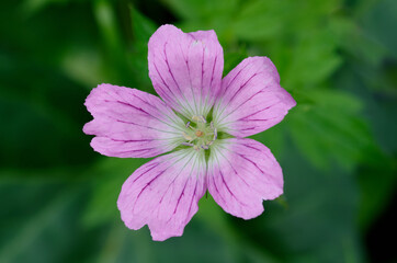 Pink flower of Geranium endressii or Endres cranesbill or French crane's-bill against blurred green...