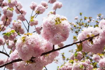 八重桜　桜　日本的