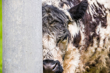 Furry cow hiding behind concrete