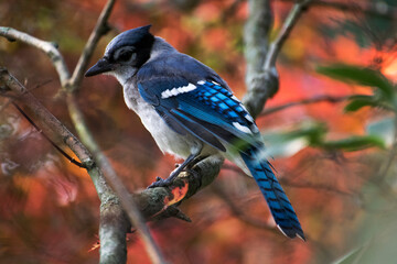 blue jay