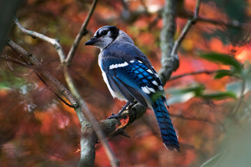 blue jay