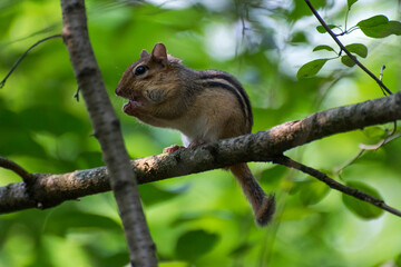 chipmunk
