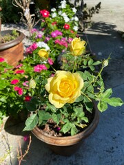 roses in a pot