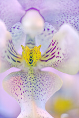 Fototapeta na wymiar Orchid bloom. Orchid flower close up.
