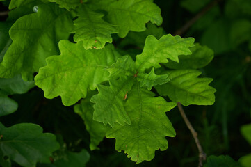 Fototapeta na wymiar Succulent oak leaves