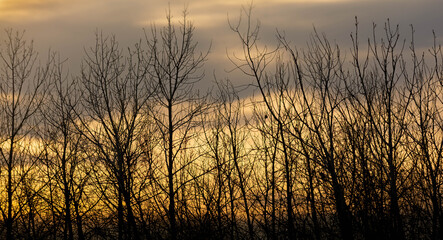 Branches in the Sunset