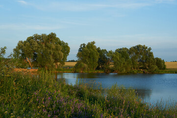 Fototapeta na wymiar Blooming shore of a pond with willows at sunset