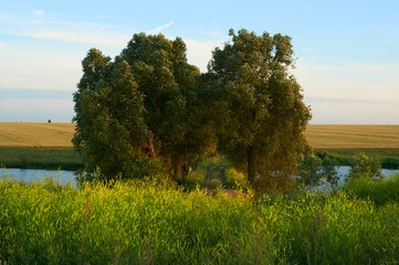 Blooming sweet clover, willows and wheat field in the sunset rays