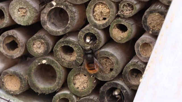 Des b&eacute;b&eacute;s abeilles qui communiquent entre eux. communication entre insectes 