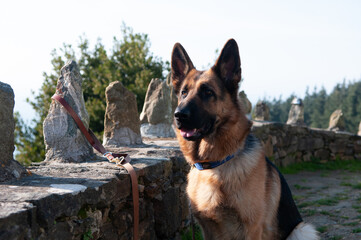 Female German Shepherd Dog
