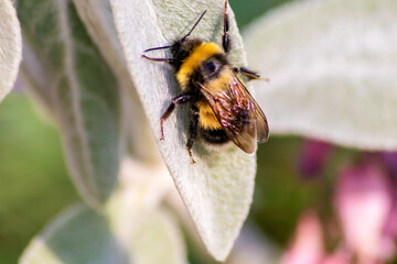 Close-up bumblebee sits on a green leaf of a plant. 