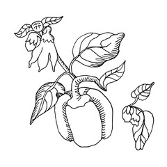 Bell peppers in continuous line art drawing style. Black linear sketch isolated on white background. Vector illustration