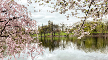 blossom in spring;Branch Brook Park;