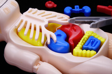 Human body model toy for kids, guide children into science and anatomy