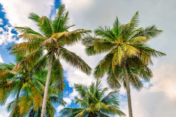 Fototapeta na wymiar Coconut tree in a tropical climate daytime scene