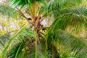 Coconut tree in a tropical climate daytime scene