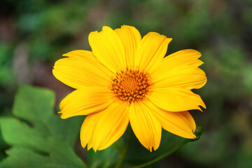 yellow gerbera flower in springtime