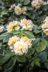 Fototapeta premium Yellow roses in a garden.