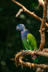 Cotorra bebe parada en una rama