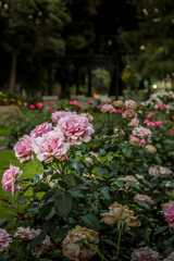 Pink roses in a garden