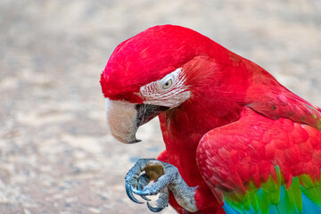 Papagayo II