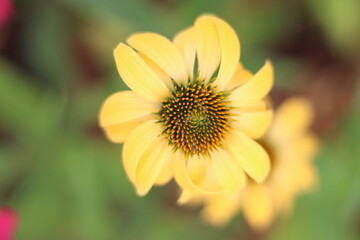 Yellow flower macro