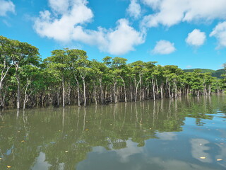 Okinawa,Japan - July 13, 2021: Beautiful mangrove forest along Nakama river in Iriomote island, Okinawa, Japan
