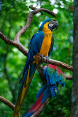 Papagayo Azul y Amarillo parado en una rama