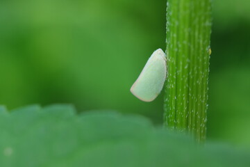 アオバハゴロモのイメージ