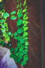 Plantas sobre tapa metalica