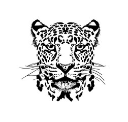 leopard head graphics vector
