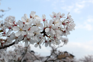 青空と桜の花びら