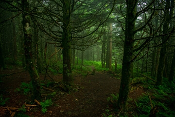 Fototapeta premium AT trail in the forest.