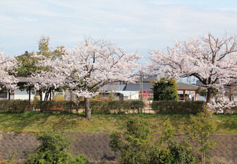青空と川沿いの桜