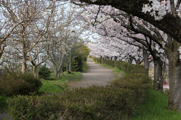 桜のアーチの散歩道