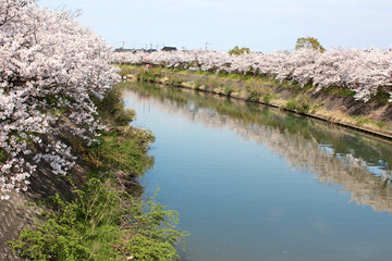 Fototapeta na wymiar 川沿いの桜並木が反射した水面