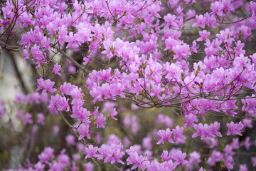 みつばつつじ　つつじ　南木曾