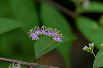 薄紫色の小さな花を咲かせたコムラサキ
