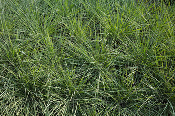 Fototapeta premium natural lawn grass full frame weed leaf background