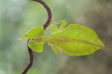 Green Leaf Mantis, Leaves Life