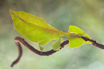 Green Leaf Mantis, Leaves Life