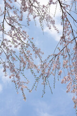 しだれ桜　桜　信州