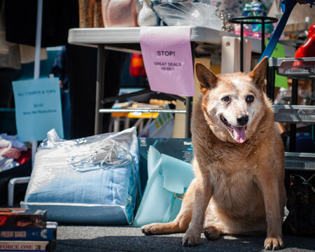 A Senior Red Heeler Dog Sits Outside At A Car Boot Sale In Steveston, British Columbia.