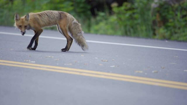 A Wild Red Fox Feeds On Roadkill In Algonquin Provincial Park, Canada