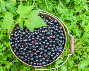 Blackcurrant berries in a metal bucket at organic farm top view