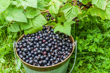 Blackcurrant berries in a metal bucket at organic farm top view