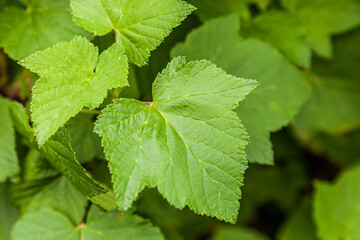 blackcurrant green leaves of the bush organic farm summer concept.