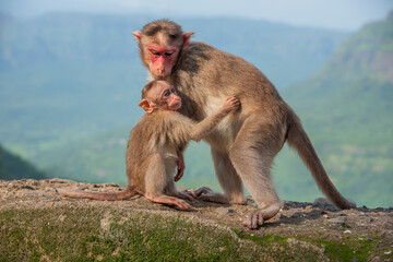 Mother and baby monkey on the wall at Varandh ghat, Bhor, Maharashtra, India.