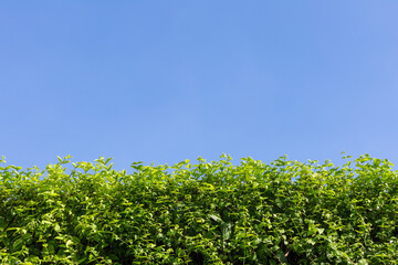 Beautiful Pattern of Leaves on blue sky background  and copy space