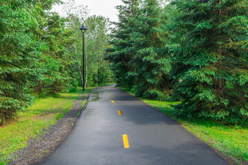 Beautiful path in the middle of the forest after rain